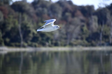 Bird Ecosystem Seabird Water photo