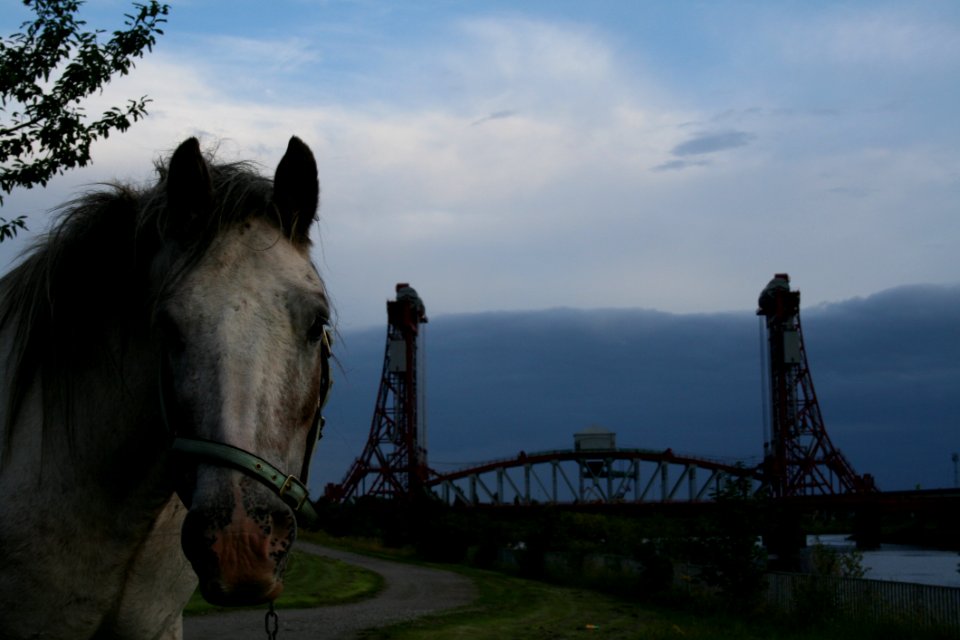 Horse Horse Like Mammal Sky Stallion