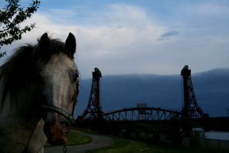 Horse Horse Like Mammal Sky Stallion photo