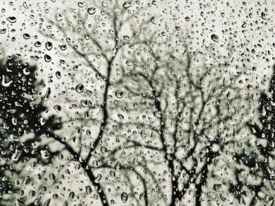 Water Tree Black And White Branch