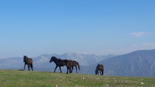 Grassland Pasture Ecosystem Grazing photo