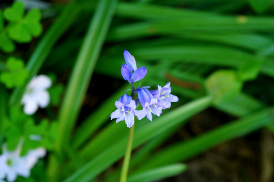 Flower Plant Flora Flowering Plant