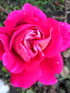Flower Rose Rose Family Pink