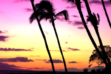 Sky Palm Tree Sunset Arecales
