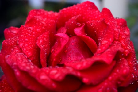 Rose Red Flower Garden Roses photo
