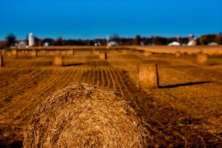Hay Sky Field Straw