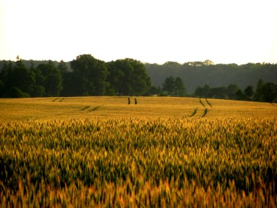 Field Crop Agriculture Grass Family