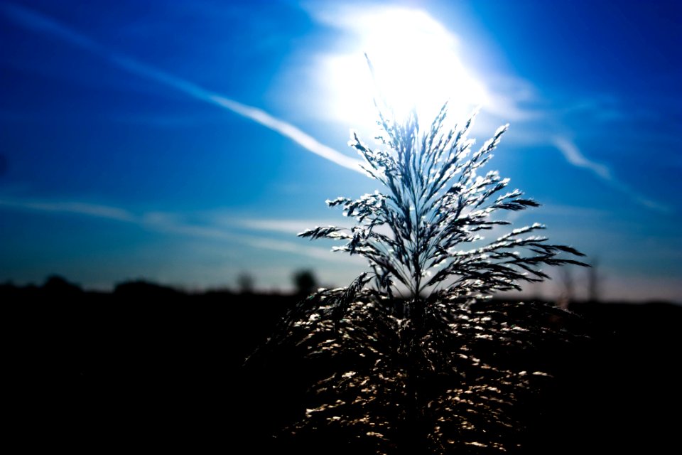 Sky Cloud Atmosphere Tree