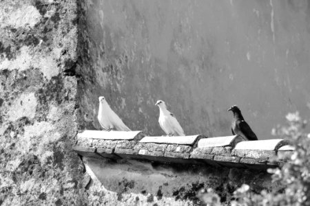 Black And White Monochrome Photography Bird Photography photo