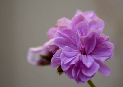 Flower Pink Blossom Flora