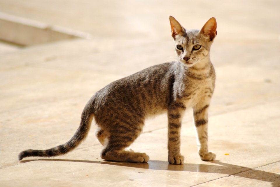 Cat Mammal Dragon Li Small To Medium Sized Cats