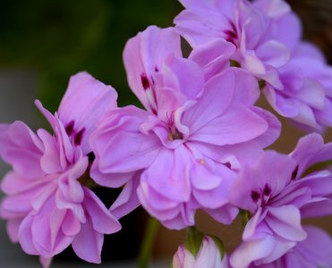 Flower Lilac Pink Plant photo