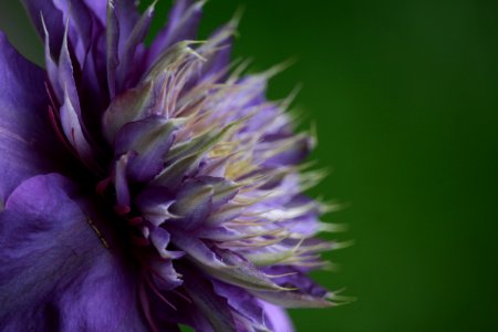 Flower Purple Close Up Wildflower photo