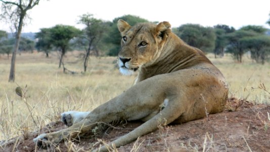 Wildlife Lion Terrestrial Animal Masai Lion photo