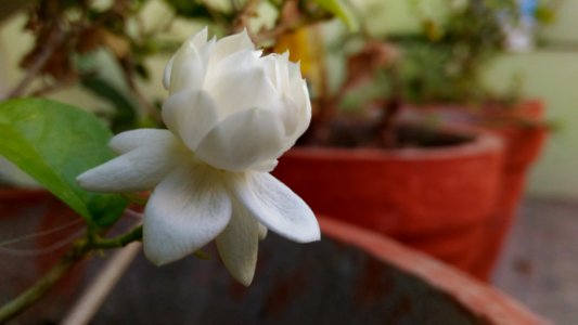 Flower Plant White Flowering Plant