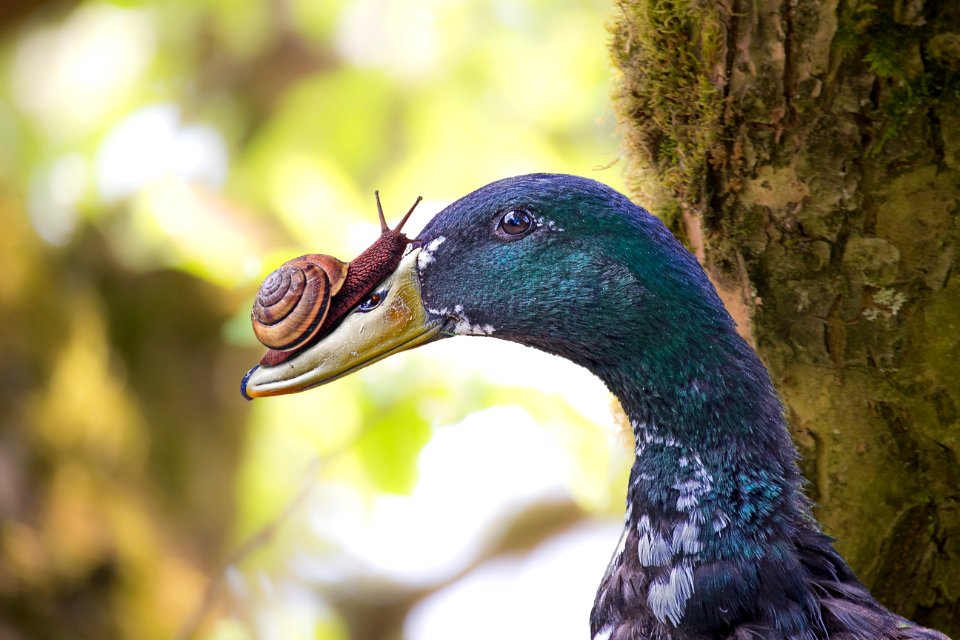 Beak Bird Fauna Close Up