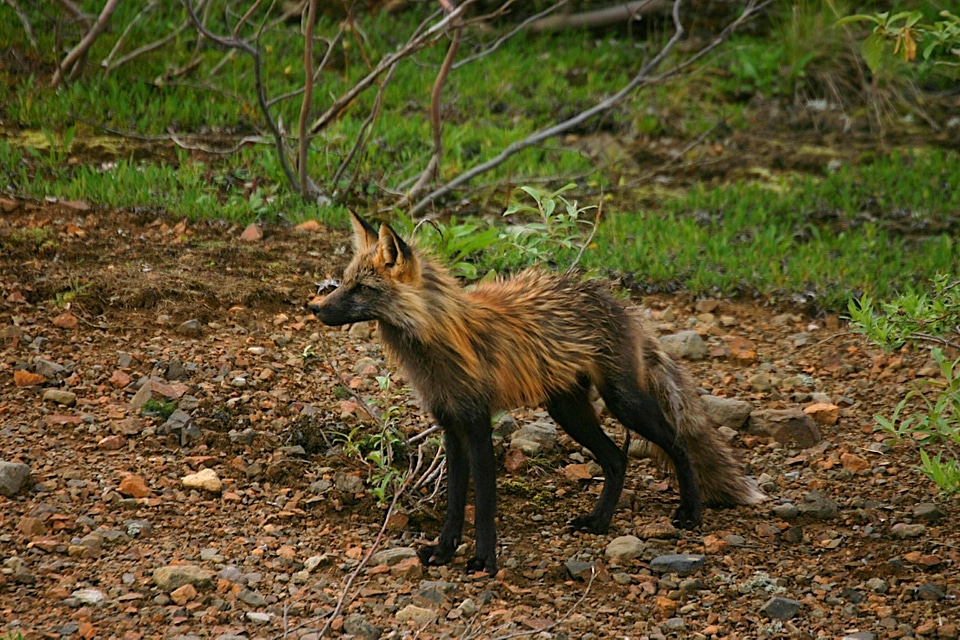 Animal wildlife wild