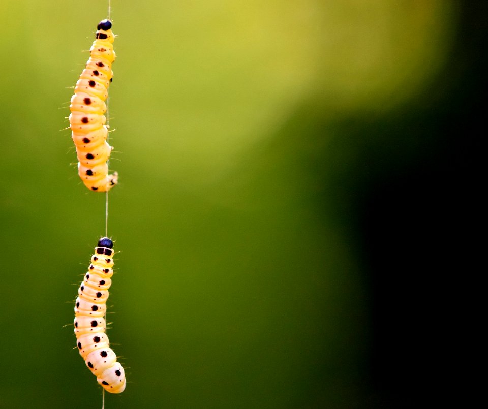 Insect Caterpillar Macro Photography Larva