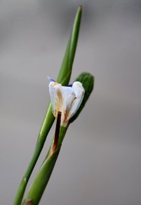 Flower Plant Flora Bud