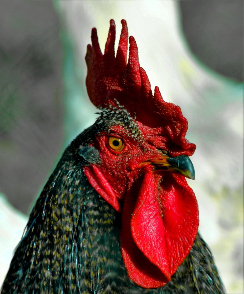 Chicken Beak Bird Rooster