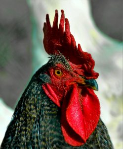 Chicken Beak Bird Rooster photo