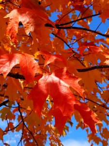 Maple Leaf Leaf Autumn Tree photo