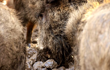 Mammal Wild Boar Fauna Pig Like Mammal photo