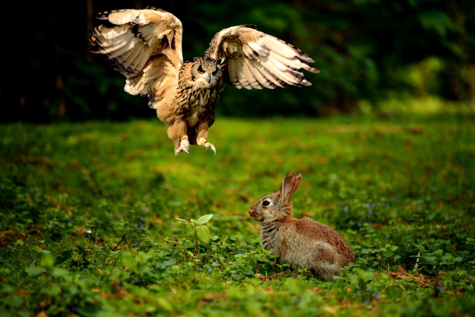 Fauna Ecosystem Wildlife Grass