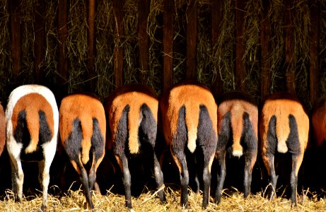 Wildlife Fauna Terrestrial Animal Grazing