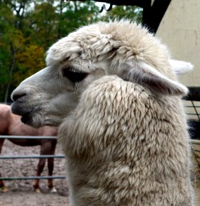 Llama Alpaca Camel Like Mammal Fur