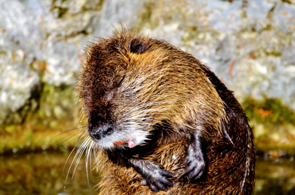 Fauna Beaver Mammal Muskrat