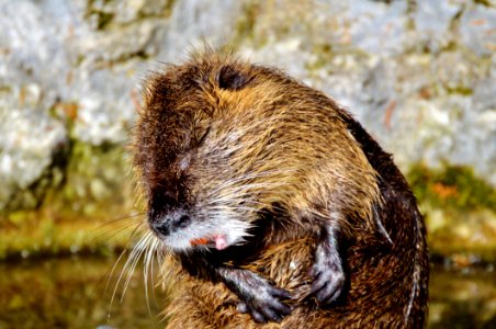 Fauna Beaver Mammal Muskrat photo