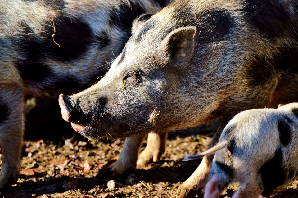 Pig Like Mammal Pig Mammal Fauna