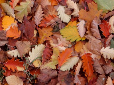 Leaf Autumn Deciduous Plant