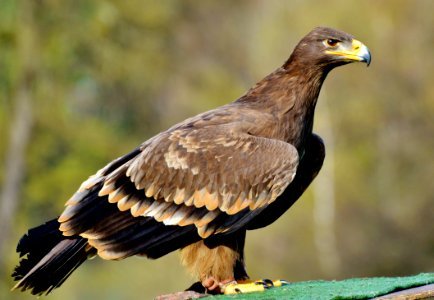 Bird Eagle Bird Of Prey Accipitriformes