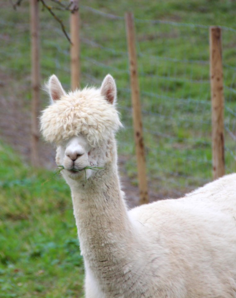 Alpaca Camel Like Mammal Llama Terrestrial Animal