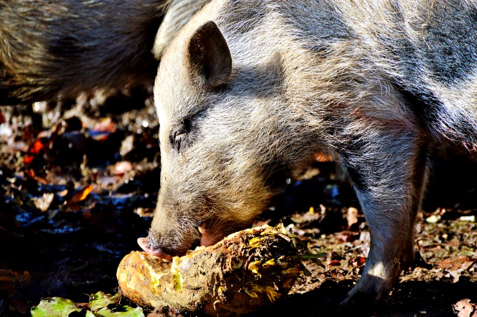 Pig Like Mammal Mammal Fauna Pig