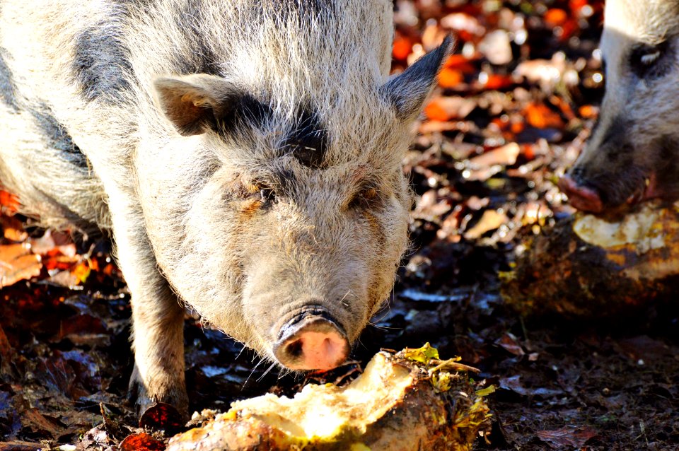 Pig Like Mammal Mammal Pig Fauna