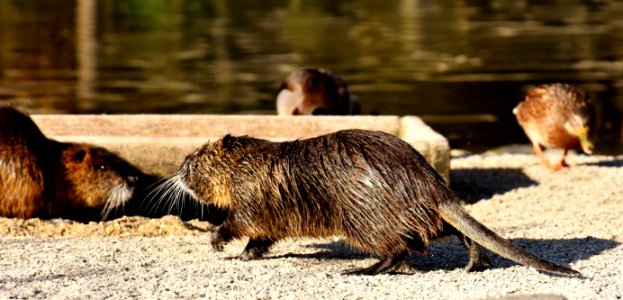 Fauna Mammal Beaver Rodent