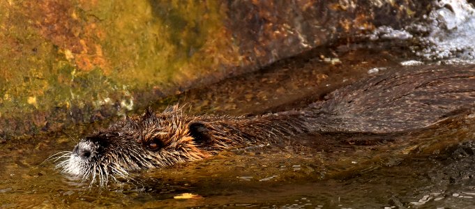 Beaver Mammal Fauna Otter photo