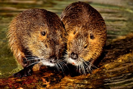 Beaver Muskrat Fauna Mammal photo