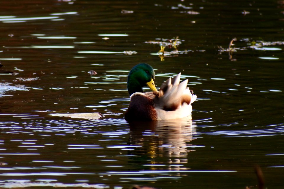 Bird Water Duck Mallard photo