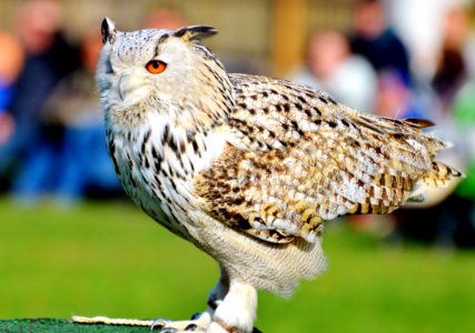 Bird Owl Beak Fauna photo