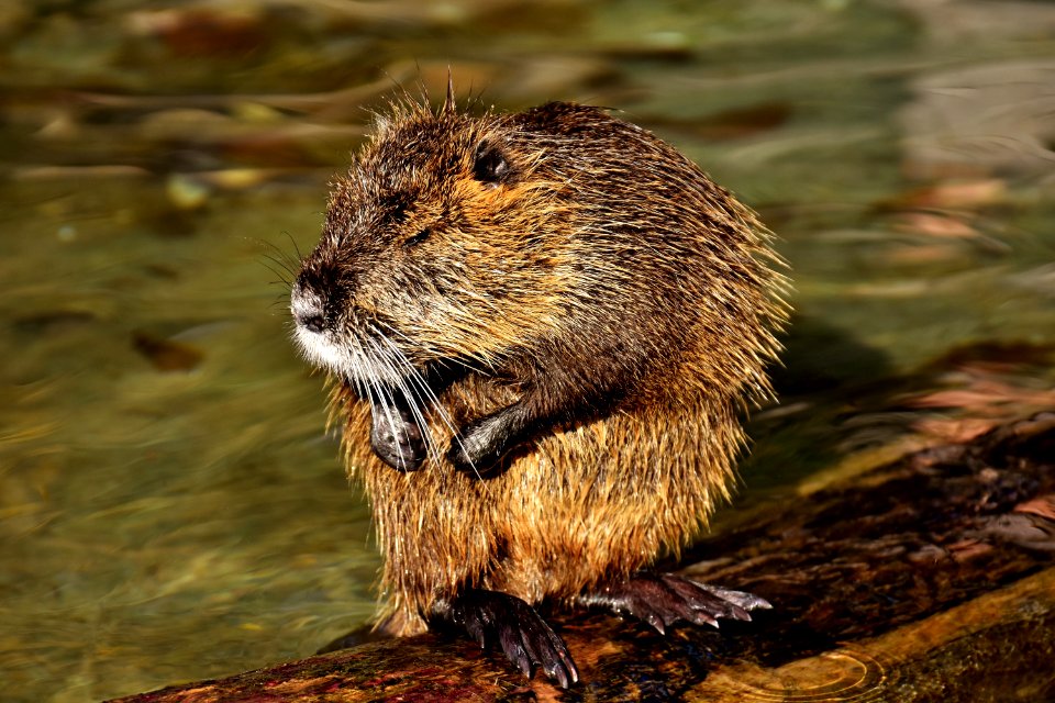 Beaver Muskrat Mammal Fauna
