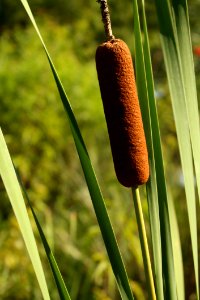 Grass Grass Family Plant Plant Stem