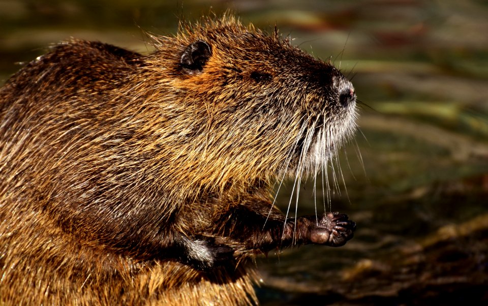 Beaver Fauna Mammal Muskrat