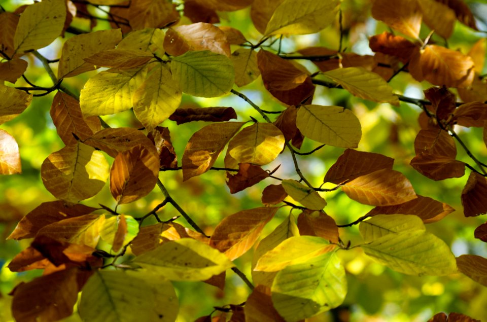 Leaf Deciduous Vegetation Autumn