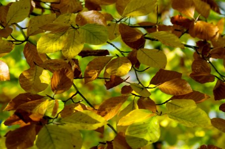 Leaf Deciduous Vegetation Autumn