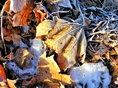 Leaf Frost Autumn Deciduous