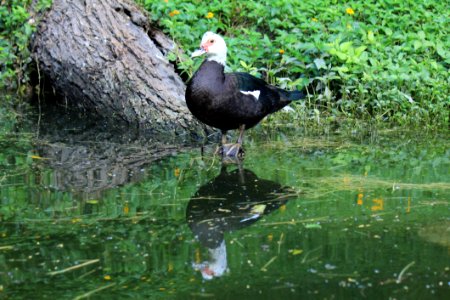 Bird Water Fauna Ecosystem